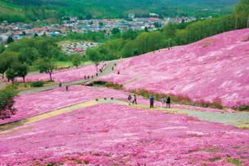 4/20締切!今年の芝ざくら滝上公園「開花宣言日」をピタリ当てた方3名に、賞金3万円! [JP01【公式サイト】]