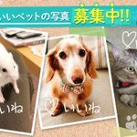 きゅんっ( *ふ* ) twitter.com/fripperweb_pet… [ふりっぱー太郎【Twitter】]