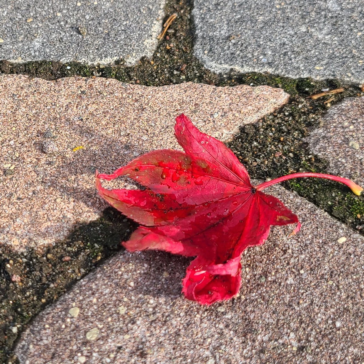 本部のある札幌大通公園💐足元に🍁発見😲見上げるともう紅葉が😌昼夜の寒暖差がはっきりしてきましたね😊きものを着るには良い季節が近づい... [小林豊子きもの学院【Twitter】]