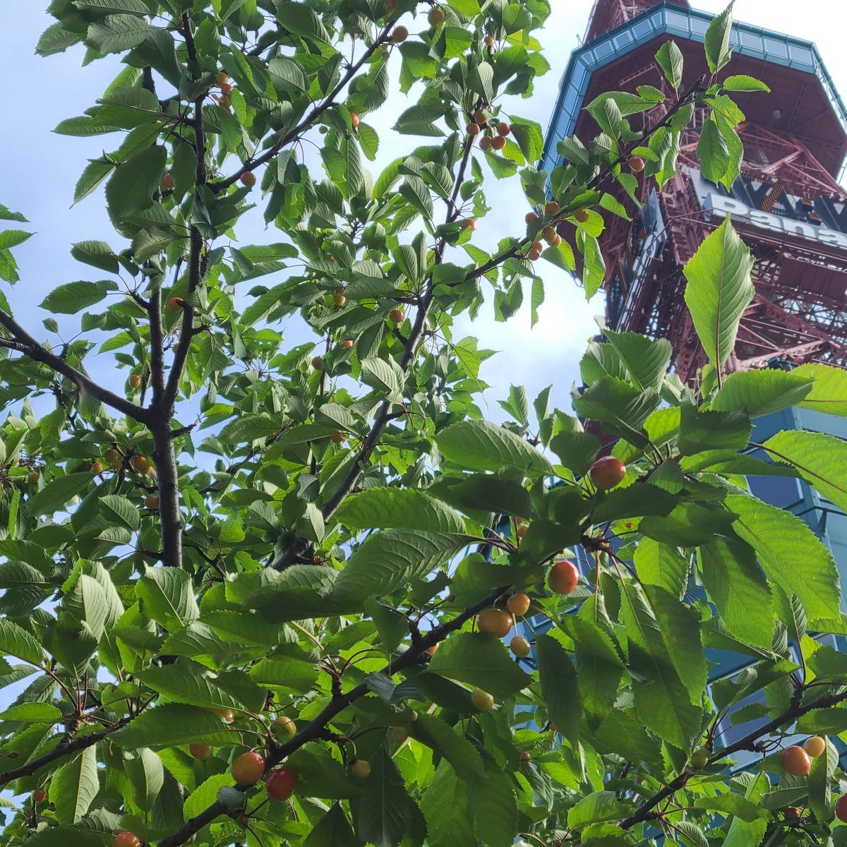 札幌大通公園でサクランボ発見🍒ツヤツヤで美味しそう～😋初夏の爽やかな朝☀️絽や麻の長襦袢を出して半衿を縫いつけて👘真夏の準備がはか..... [小林豊子きもの学院【Twitter】]