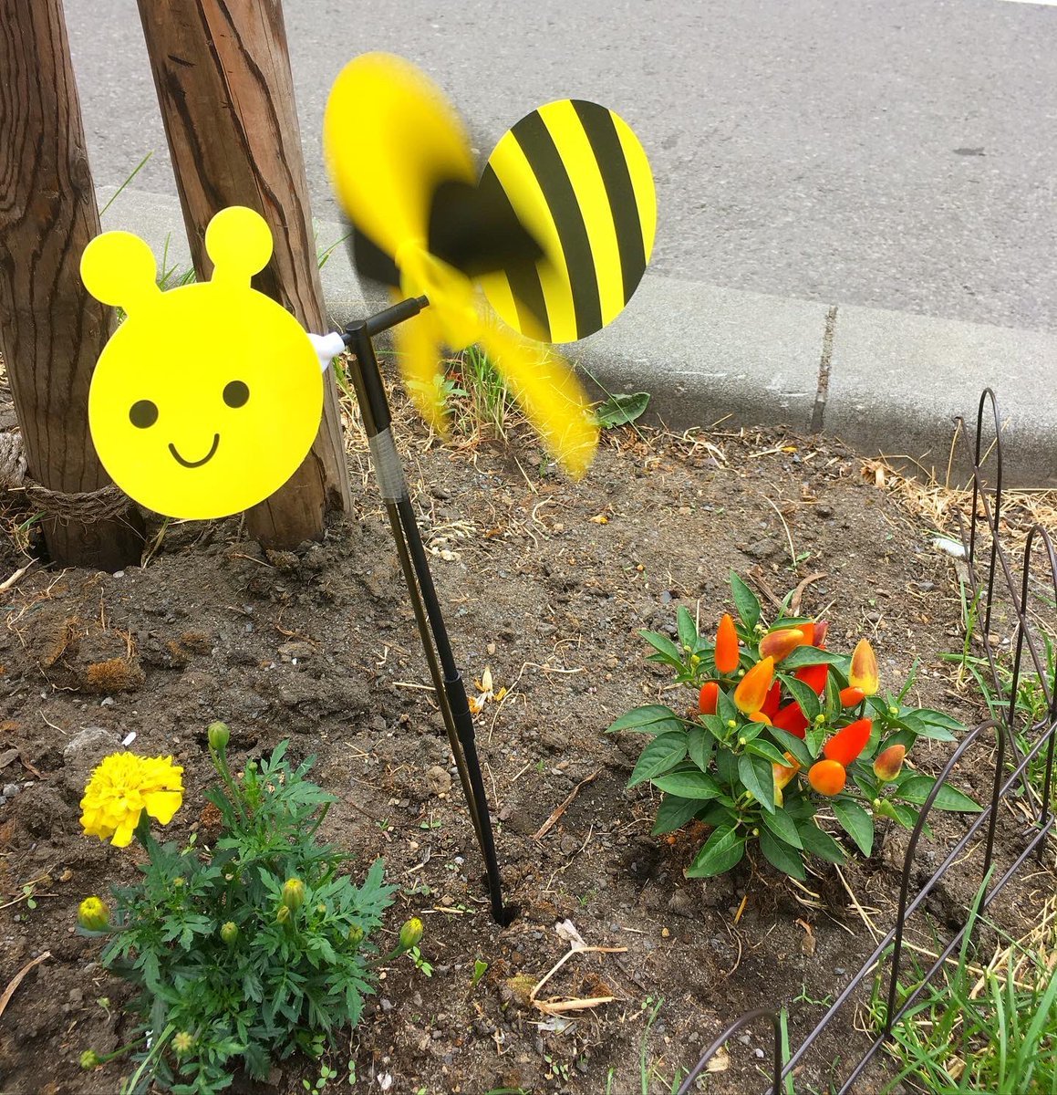 先日ふと気付くと、グルグル入り口前の花壇がこんなカワイイことになってました(๑◡๑)花壇にトウガラシ🌶❗️もしやカレー屋に合... [グルグルカリー【Twitter】]