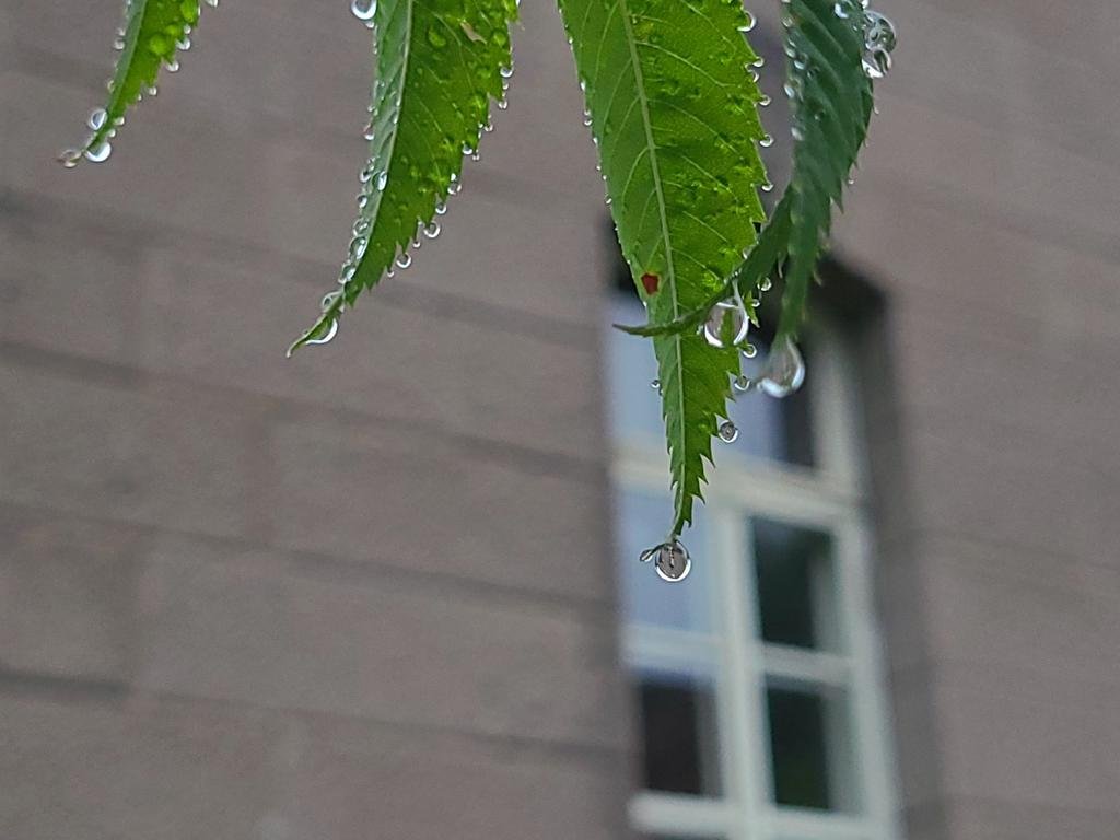 今日は二十四節気の「小暑（しょうしょ）」🍀梅雨明けが近く本格的な暑さが始まる頃🌻札幌の今朝の雨が残る路面には下駄でお出かけがい... [小林豊子きもの学院【Twitter】]