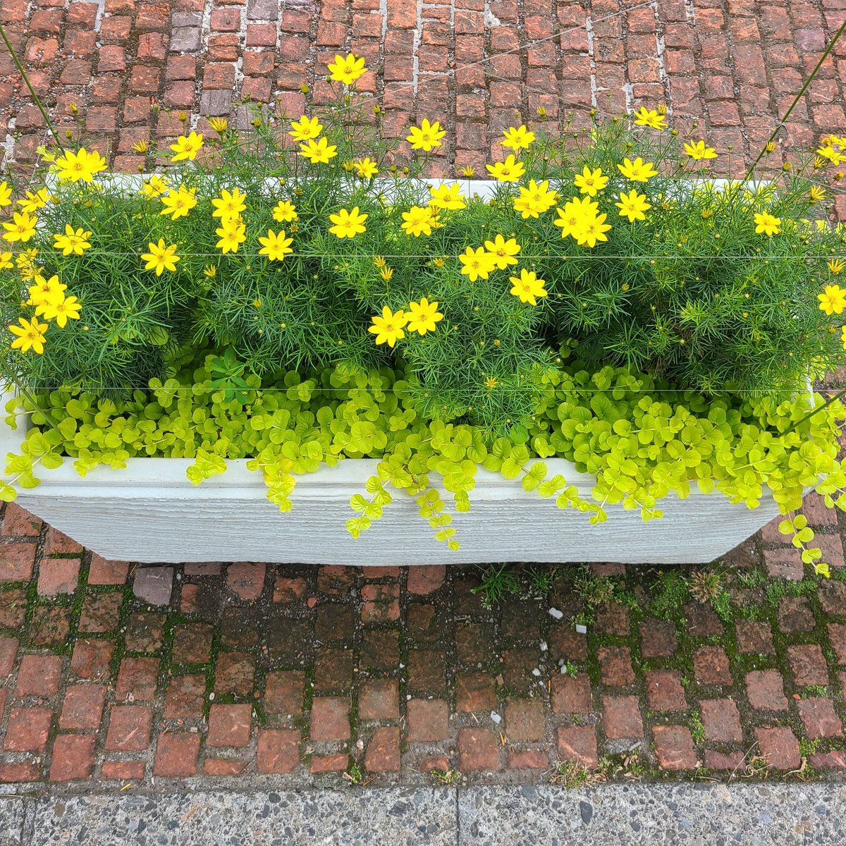 カラフルな寄せ植えが多い中💐同色異種の組合せにハッとしました✴きものと帯も同色でまとめるとクールな印象になりますね🎐今スグ❗コ... [小林豊子きもの学院【Twitter】]