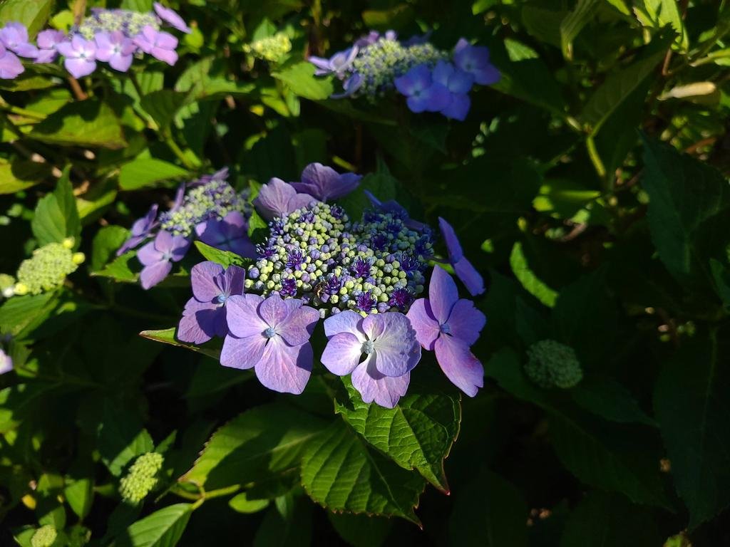 朝日の光と陰で紫陽花の色のニュアンスがきれいな今日☀️岩見沢校では由仁中学校🏫帯広校では南商業高校できもの授業です✨水分補給をこ... [小林豊子きもの学院【Twitter】]