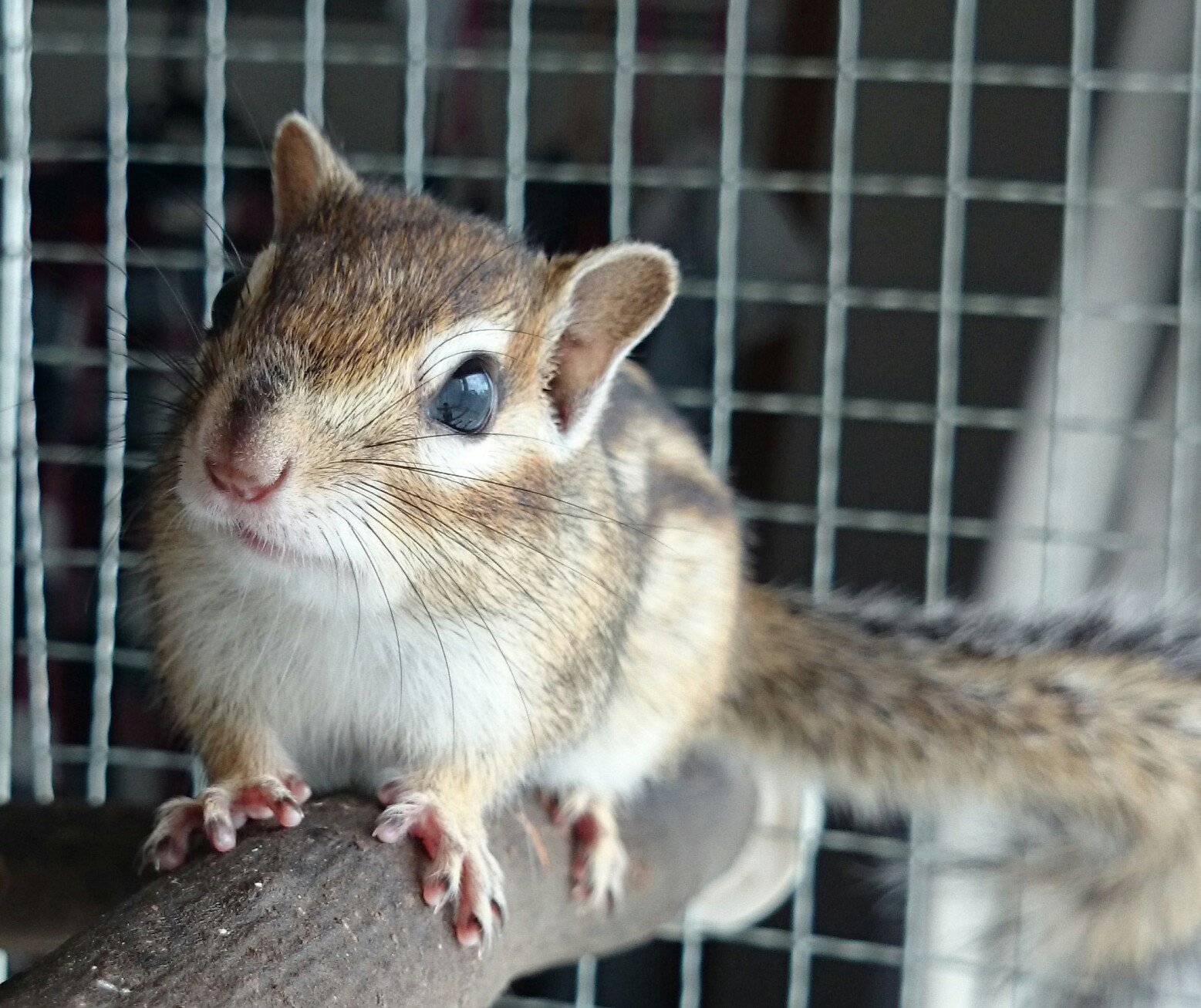 ふりっぱーWebの紹介ペットちゃん  ボクの安心する場所～♪ 名前は、コロ助  自慢のペット写真募集中です  fripper.jp/frip... [ふりっぱー公式【Twitter】]