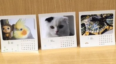 「ネットで写真プリント」でカレンダー作成  猫ちゃん、オカメインコのピロリちゃん12歳、うちの亀ちゃんでカレンダー作成。89×89スクエア、... [プリントハウス【Twitter】]