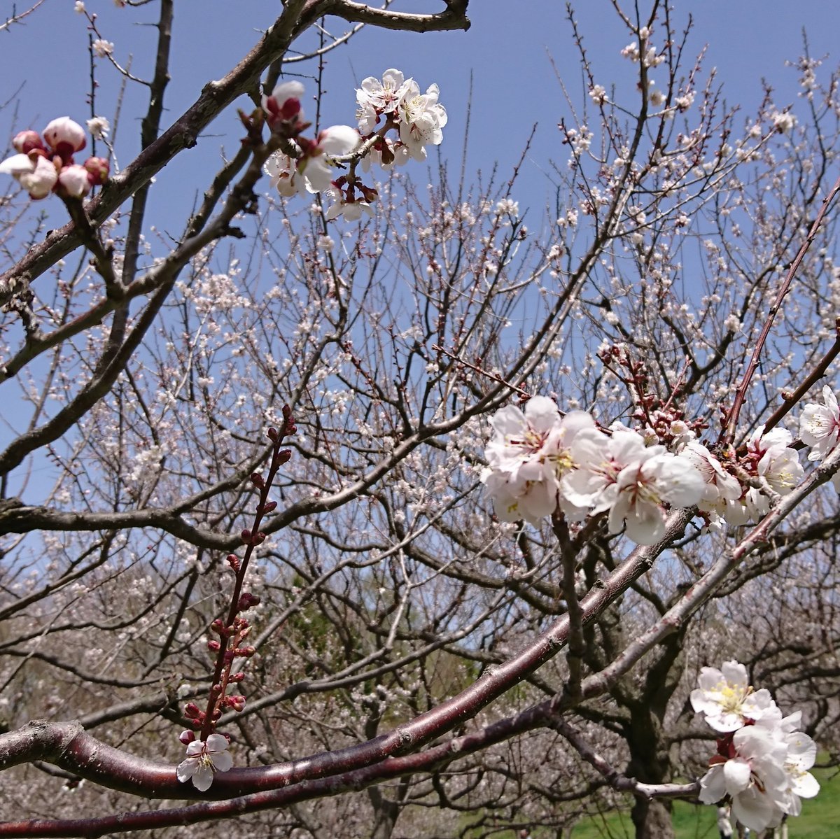 おはようございます☀️本日は福島教室で春の勉強会開催🍀お手元のきものを羽織や帯に作り変え＆リアレンジを楽しみましょう💝消毒·換気を... [小林豊子きもの学院【Twitter】]