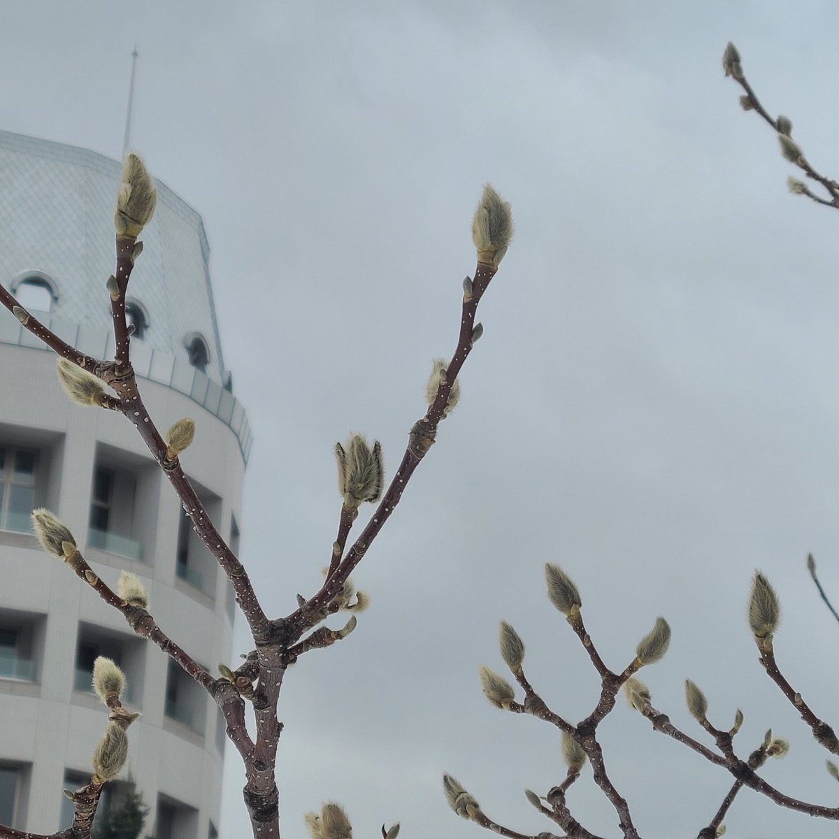 今日から3月✨旧暦の月名は弥生いよいよ(弥)草木が芽吹く(生)頃🌿学院本部のある大通公園では更紗木蓮の蕾がモフモフし始めました😊春... [小林豊子きもの学院【Twitter】]