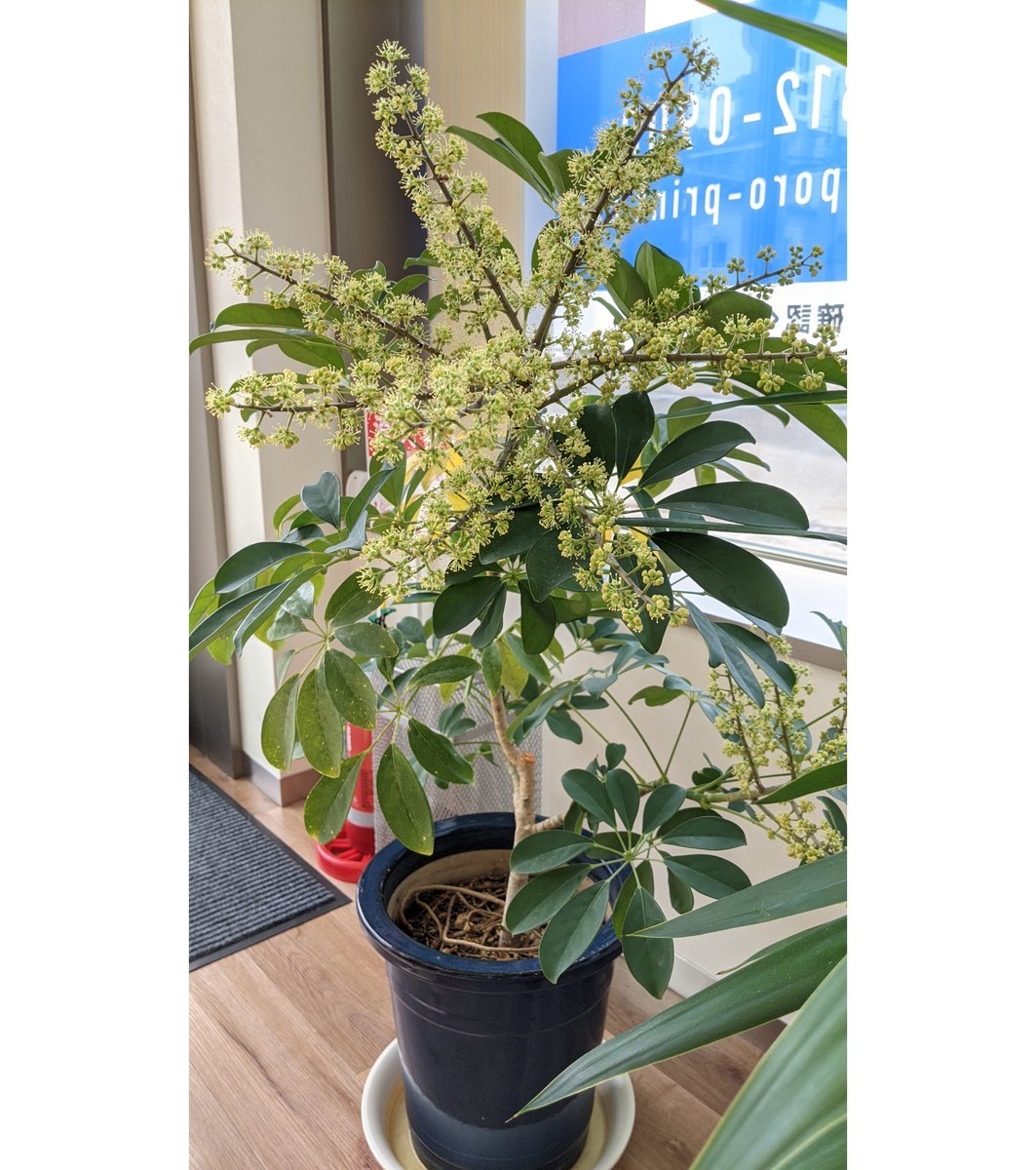 白石店の入口にある観葉植物のシェフレラ（カポック）が花を咲かせました！株の状態がいいものでも20年かかるそうで珍しいみたいです... [プリントハウス【Twitter】]