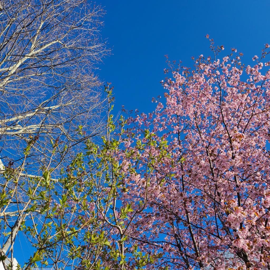 満開の桜🌸鮮やかな萌黄色はプチプチつぼみをつけ始めたライラック🌼プラタナスの芽吹きはあと少し🌿受け止める空がどこまでも青く😊爽や..... [小林豊子きもの学院【Twitter】]