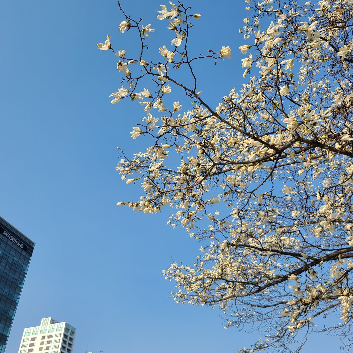 函館では桜の開花宣言が出され🌸学院本部のある札幌大通公園周辺では見上げれば北こぶし🌼足元には雪解百合🌱色彩鮮やかな朝にワクワク☀️..... [小林豊子きもの学院【Twitter】]