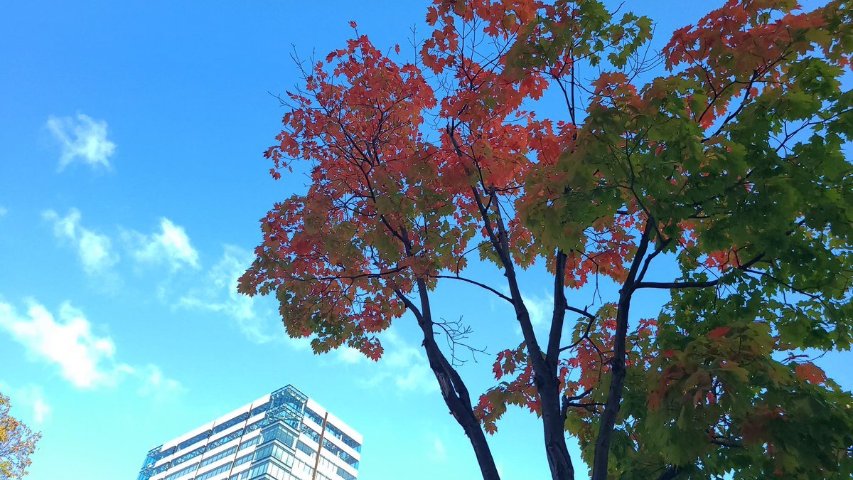 本部の所在する札幌大通公園🍂毎年一番乗り？で紅葉を目にするサトウカエデが色づき始めています😊紅葉は枯れ落ちる前に再び美しく輝く... [小林豊子きもの学院【Twitter】]