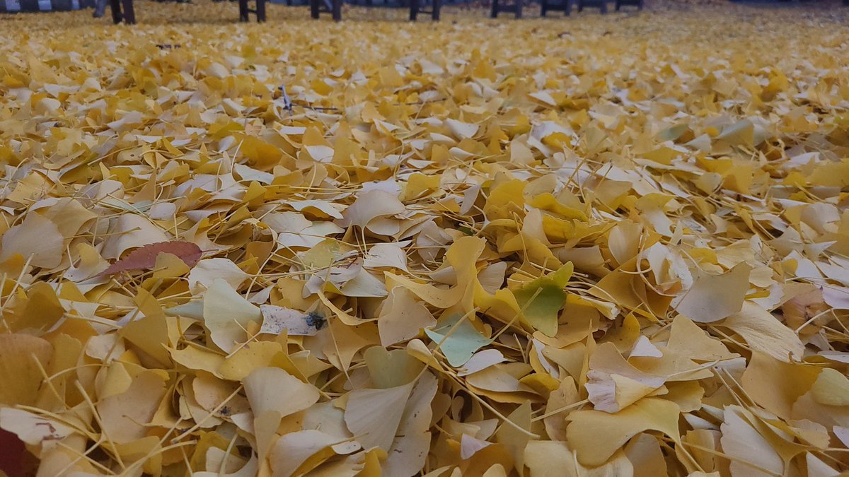 落ち葉が輝く朝☀️銀杏は天に向かって巨木となり🍂水分を多く含み炎に焼かれても簡単に枯死しない強い生命力があることから神社の御神木... [小林豊子きもの学院【Twitter】]