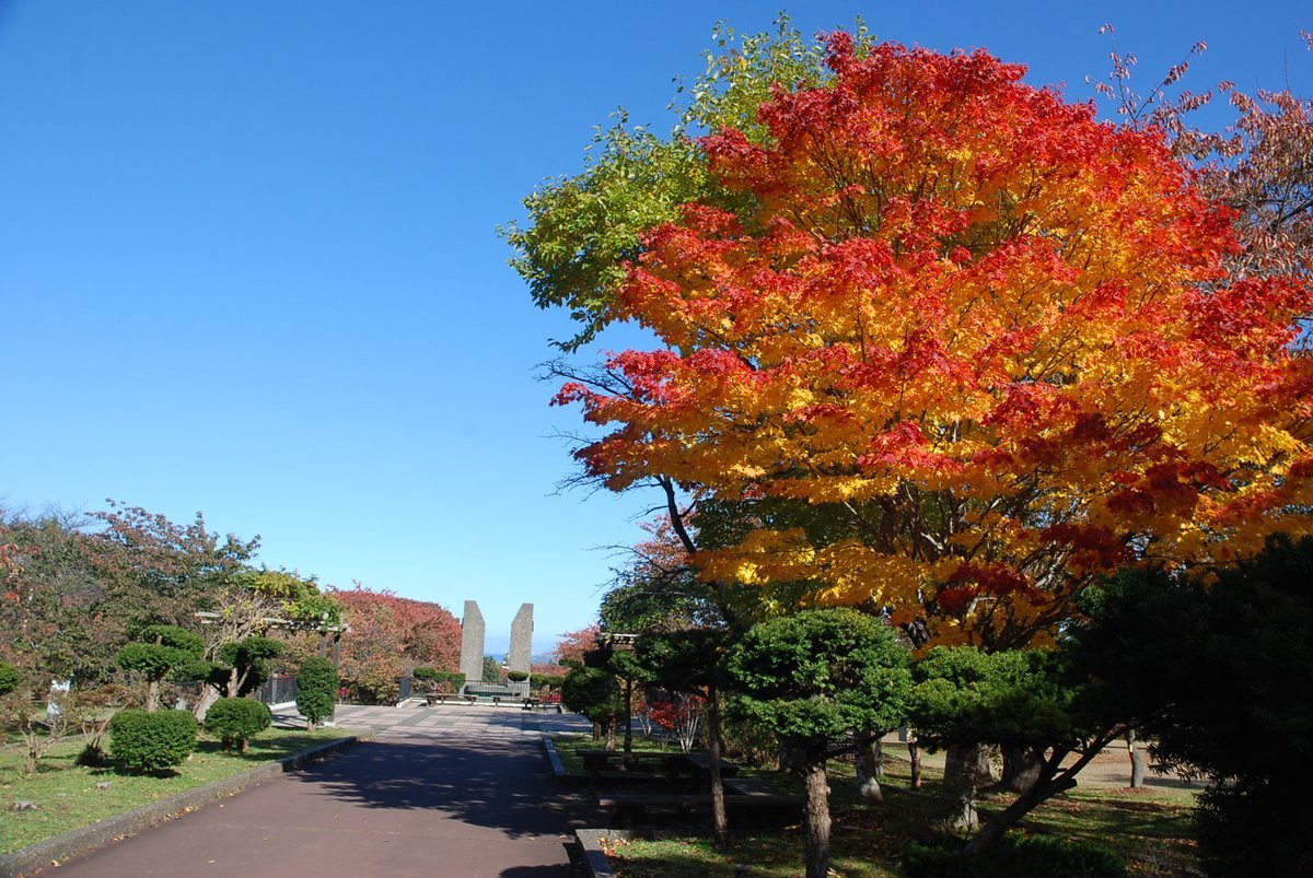 11/9（火）販売予定滝川市　終日小樽市　終日　他最近やっと買いに来れたのよ！というお客様がたくさんで、嬉しく思っています。... [光海藻【Twitter】]