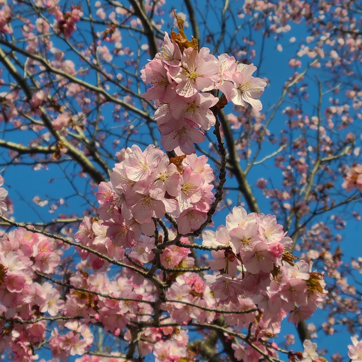 🌸2月開催 春の勉強会5 伊達·苫小牧6 室蘭7 倶知安8 足寄·静内9 江差·帯広·厚別10 釧路·余市11 鹿部12 函館·旭川·札幌... [小林豊子きもの学院【Twitter】]