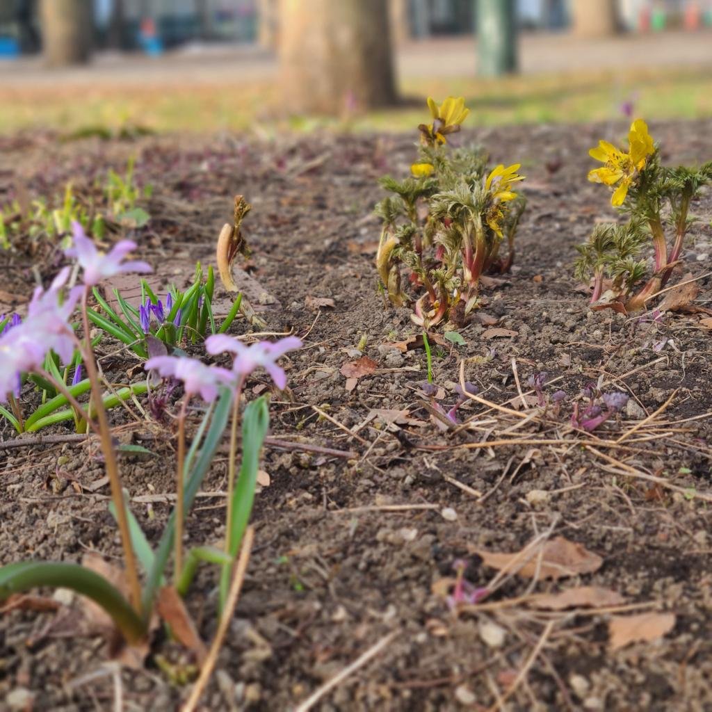 おはようございます☀️朝7時の気温が10°を越えて😊学院本部のある札幌大通公園の花壇で可憐な山野草を見つけました🌼今日も春を実感でき..... [小林豊子きもの学院【Twitter】]