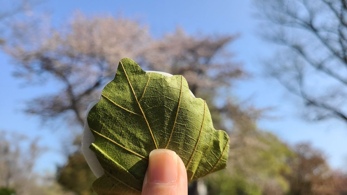 今日はこどもの人格を重んじこどもの幸福をはかるとともに母に感謝する「こどもの日」🎌柏は新芽が出るまで古い葉が落ちないことから母... [小林豊子きもの学院【Twitter】]