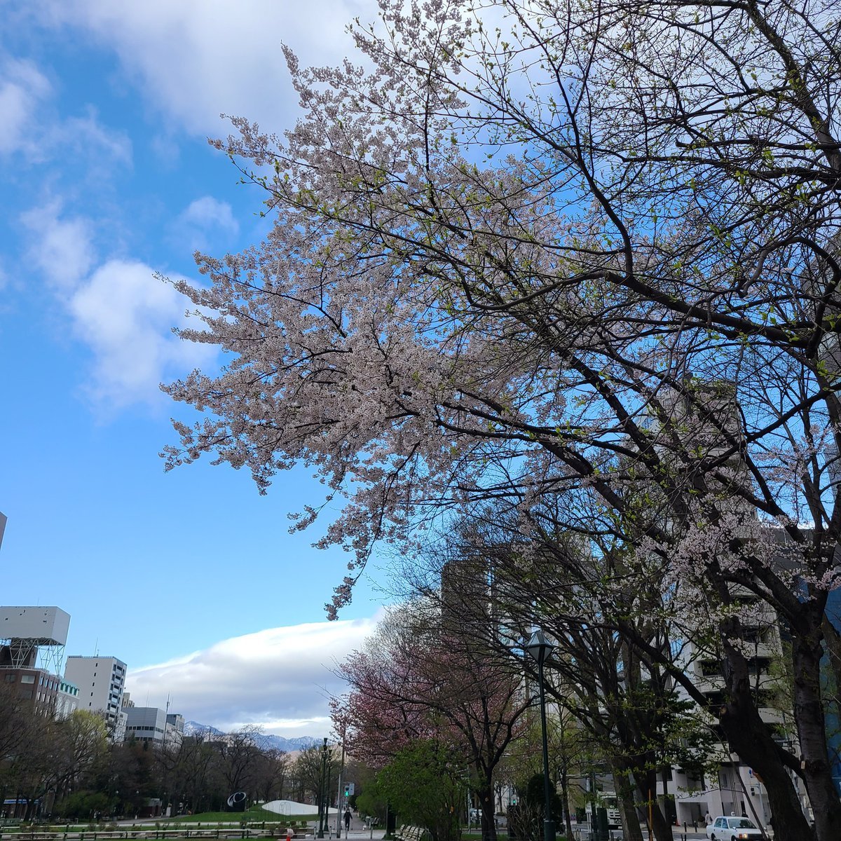 おはようございます☀️学院本部のある札幌大通公園のソメイヨシノが満開🌸今日も桜に心揺さぶられます😊花びら舞い散る桜木の下にきもの... [小林豊子きもの学院【Twitter】]