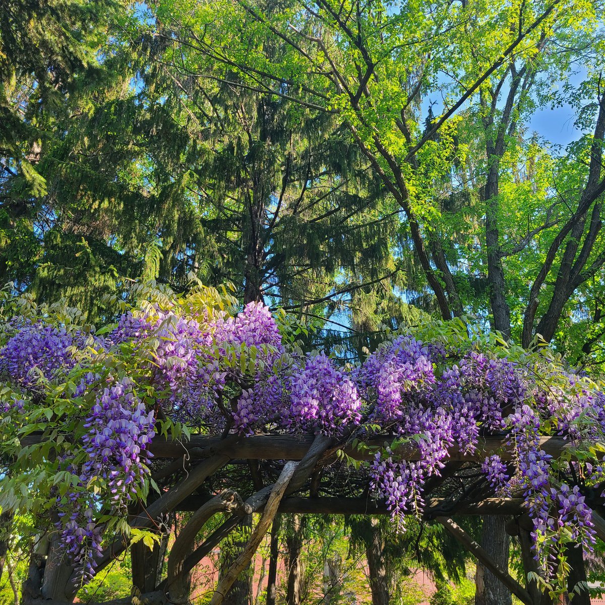 おはようございます☀️学院本部のある札幌大通公園⛲ライラックに続き紫のグラデーション💜藤の花が咲きました✨近くの神社では遅咲きの八... [小林豊子きもの学院【Twitter】]