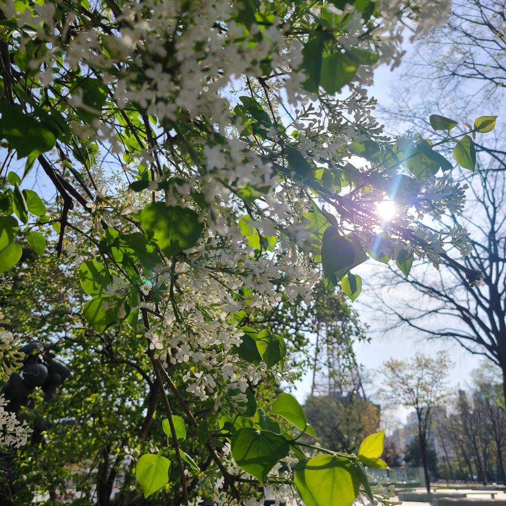 1年を春夏秋冬に分け更に6分割した二十四節気💐昨日は夏の始まり「立夏」を迎え🌿今日の予想気温は26℃☀️学院本部のある札幌大通公園で微.... [小林豊子きもの学院【Twitter】]