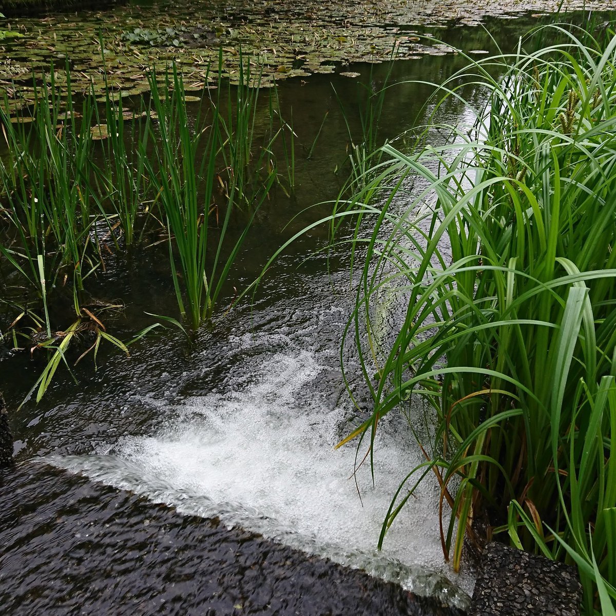 今日から6月·水無月(みなづき)です💐田に水をひく「水の」月や田に水をひくので他の所は「水が無く」なる月など諸説あります😌単衣のき... [小林豊子きもの学院【Twitter】]