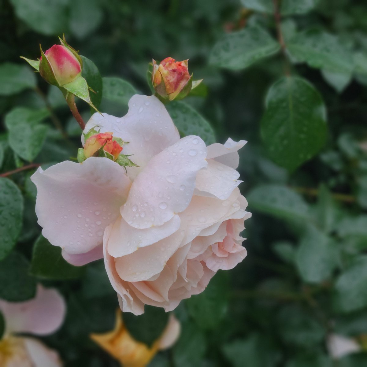 おはようございます☔学院本部のある札幌大通公園⛲雨の朝🌹ちょっとうつむき加減のバラはきもの姿の女性の横顔のように凛として😊季節... [小林豊子きもの学院【Twitter】]