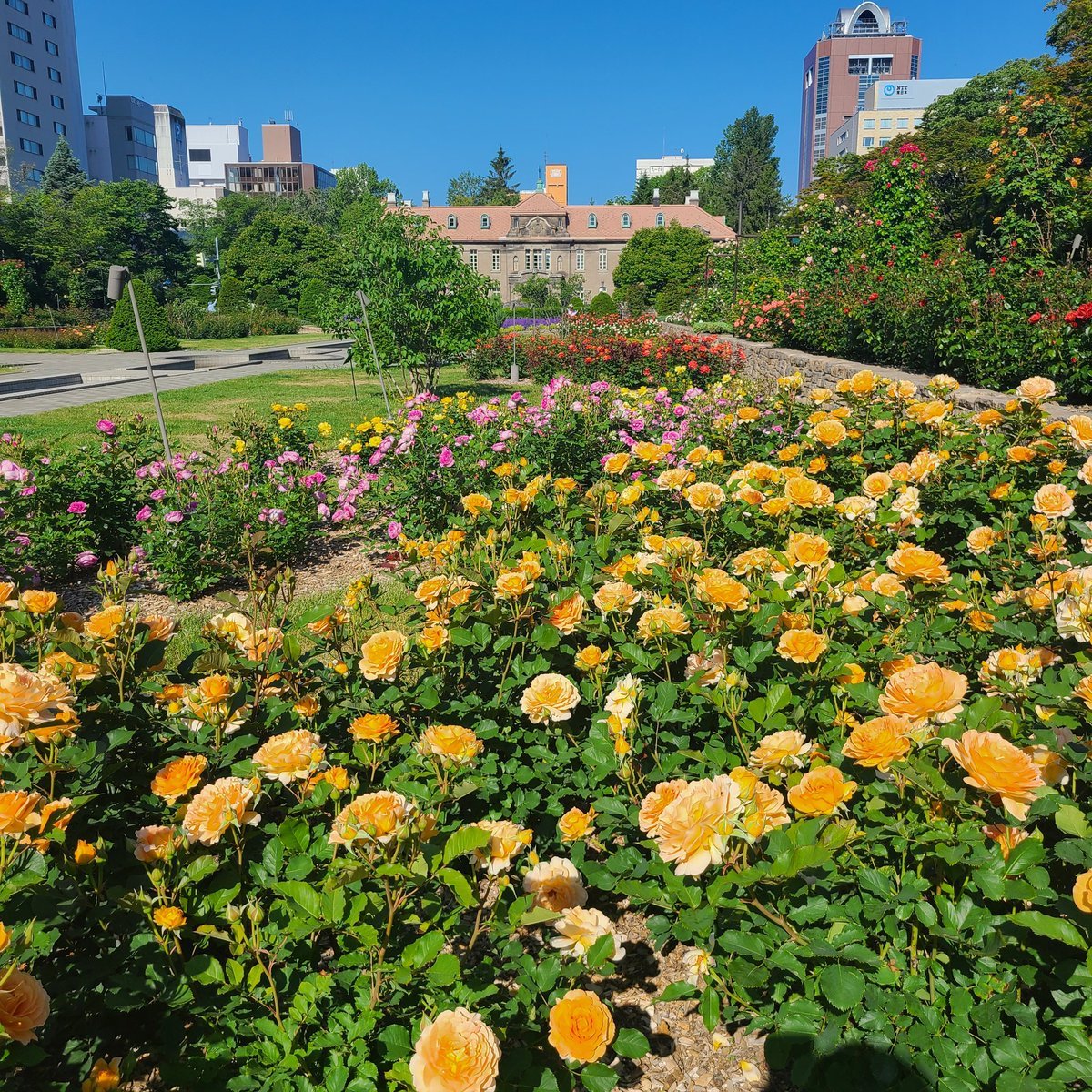 おはようございます☀️学院本部近くの大通公園⛲今年もバラの季節がやって来ました🌹今日はあの蕾が開いているかしら…とワクワクしながら... [小林豊子きもの学院【Twitter】]