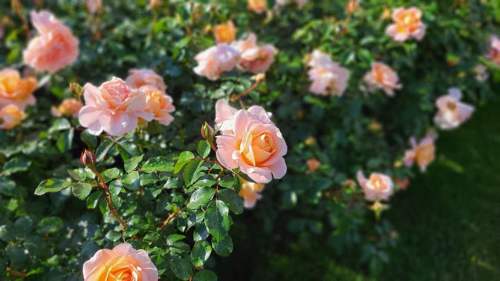 1年を春夏秋冬に分け更に6分割した二十四節気💐古来より農耕や生活の目安とされて来ました😊今日は一年で一番昼の時間が長い「夏至」☀️... [小林豊子きもの学院【Twitter】]