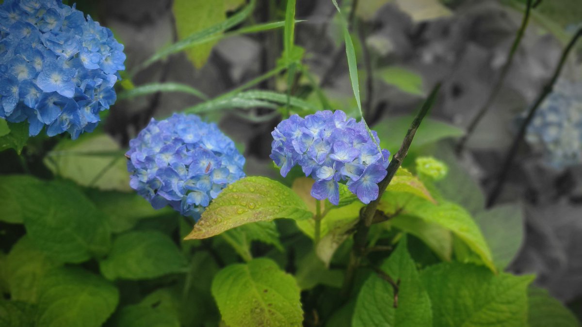 おはようございます☁️学院本部のある札幌大通公園⛲咲き始めた紫陽花がしっとり雨上がりの朝🌿水濡れは避けたい絹のきもの😌不測の事態に... [小林豊子きもの学院【Twitter】]