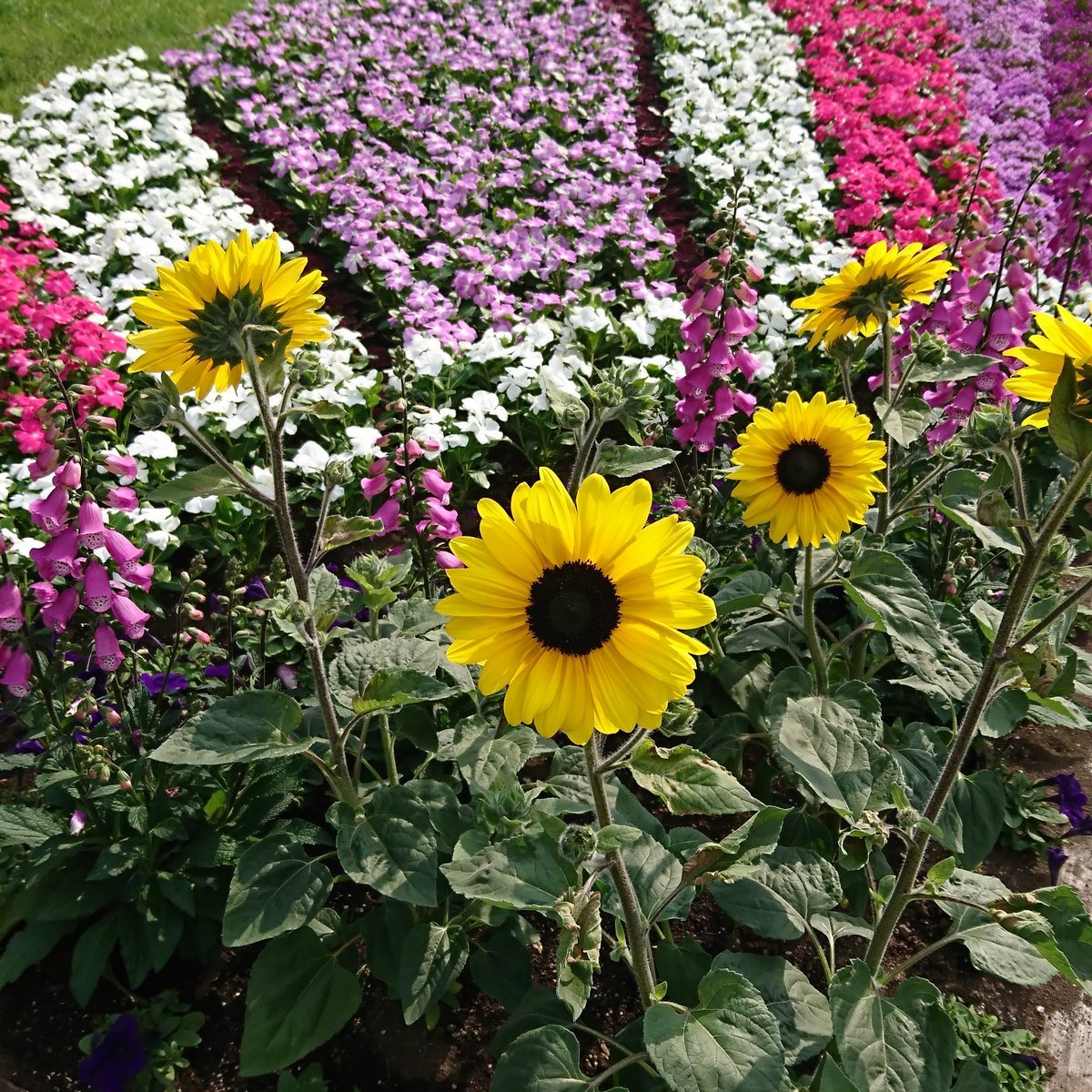 1年を春夏秋冬に分け更に6分割した二十四節気💐古来より農耕や生活の目安とされて来ました😊今日は暑さが本格的になる頃「小暑」☀️暑中... [小林豊子きもの学院【Twitter】]