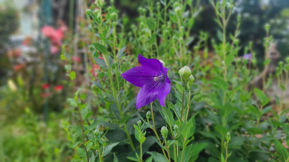 萩(はぎ)の花 尾花(おばな) 葛花(くずばな) 瞿麦(なでしこ)の花 姫部志(おみなえし) また藤袴(ふじばかま)朝貌 (あさがお)の花万... [小林豊子きもの学院【Twitter】]