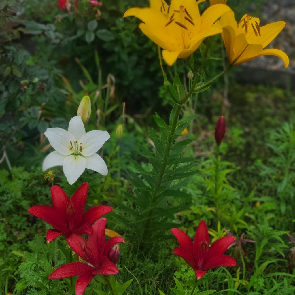 明日8月13日から16日までお盆(７月の地域もあります)🌼修行僧目連が神通力で亡母が地獄にいることを知り釈迦の教えで行った法要 盂蘭盆..... [小林豊子きもの学院【Twitter】]