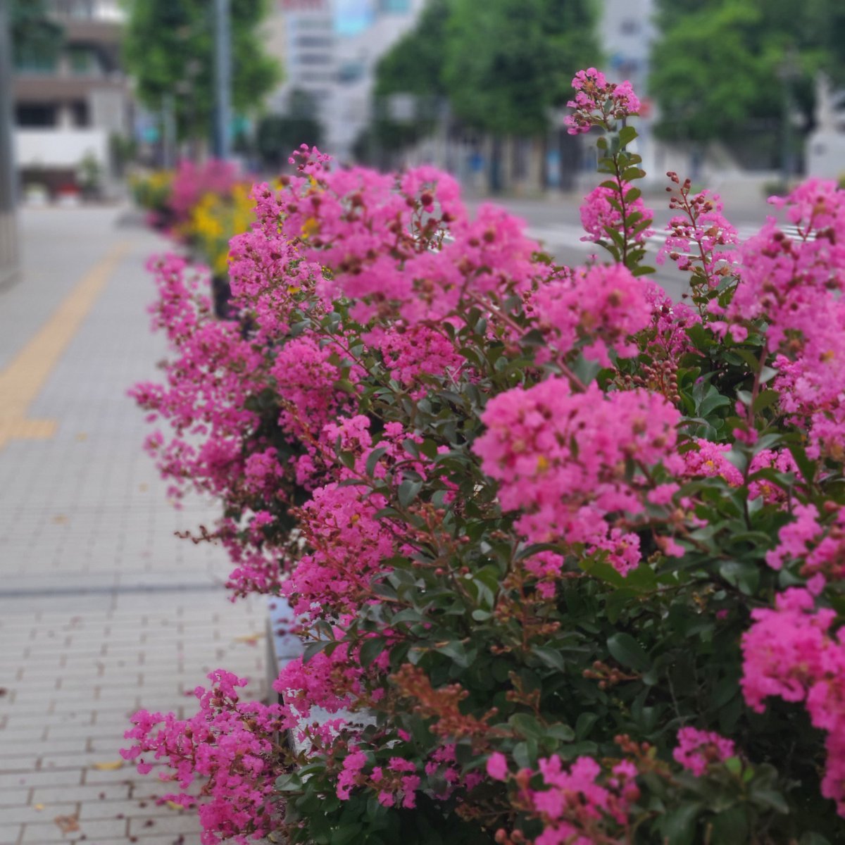 百日紅(サルスベリ)の鮮やかな赤紫色が目に飛び込んで来ました✨猿でも滑るツルツルの樹皮というのもさることながら英名crape myrtle(... [小林豊子きもの学院【Twitter】]