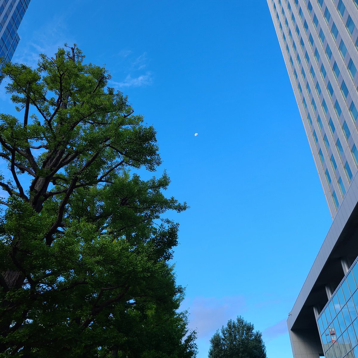 今日から9月💐夜がどんどん長くなる夜長月(よながつき)から和名では「長月」(ながつき)🌙きものは夏ものから単衣に衣替え👘まだまだ暑さ.... [小林豊子きもの学院【Twitter】]