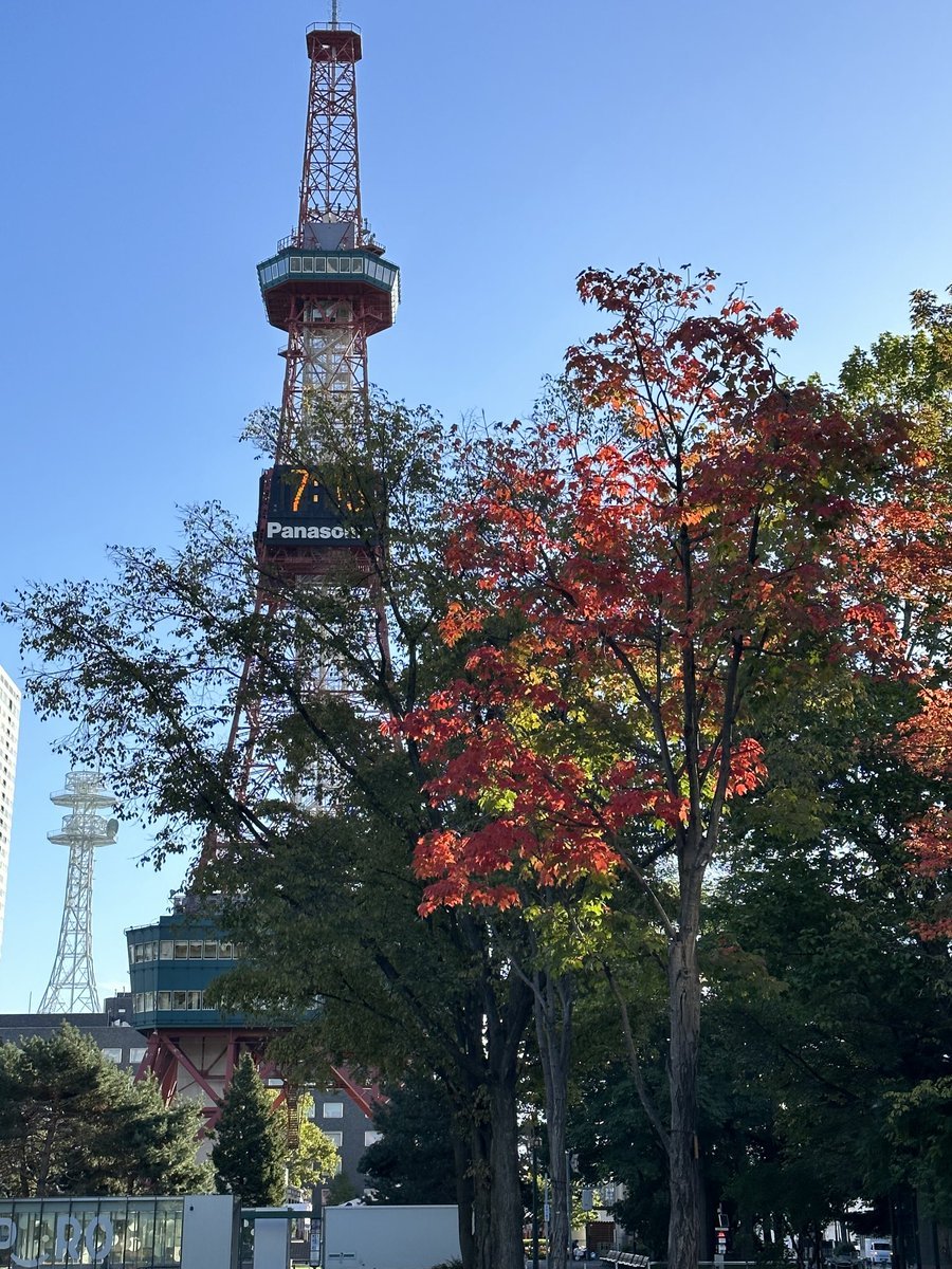 おはようございます☀️冷えましたね〜初霜•初氷を観測した今朝の札幌❄️学院本部近くの札幌大通公園で毎年真っ先に色づくサトウカエデが... [小林豊子きもの学院【Twitter】]