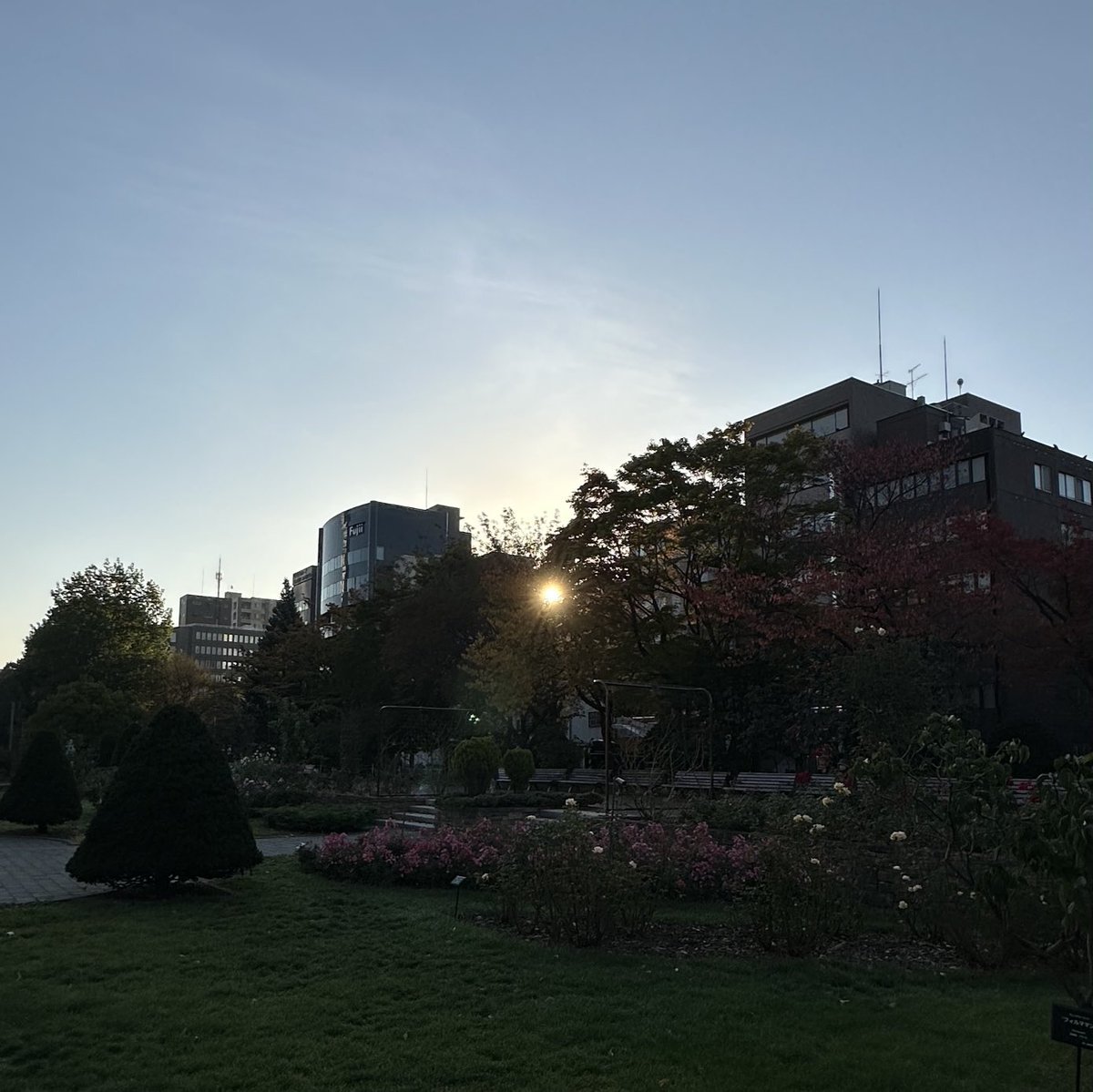 おはようございます☀️学院本部のある札幌大通公園で見る朝日がキラリ✨今日は暖かくよき秋の一日になりそうですね🥰季節を楽しむきも... [小林豊子きもの学院【Twitter】]