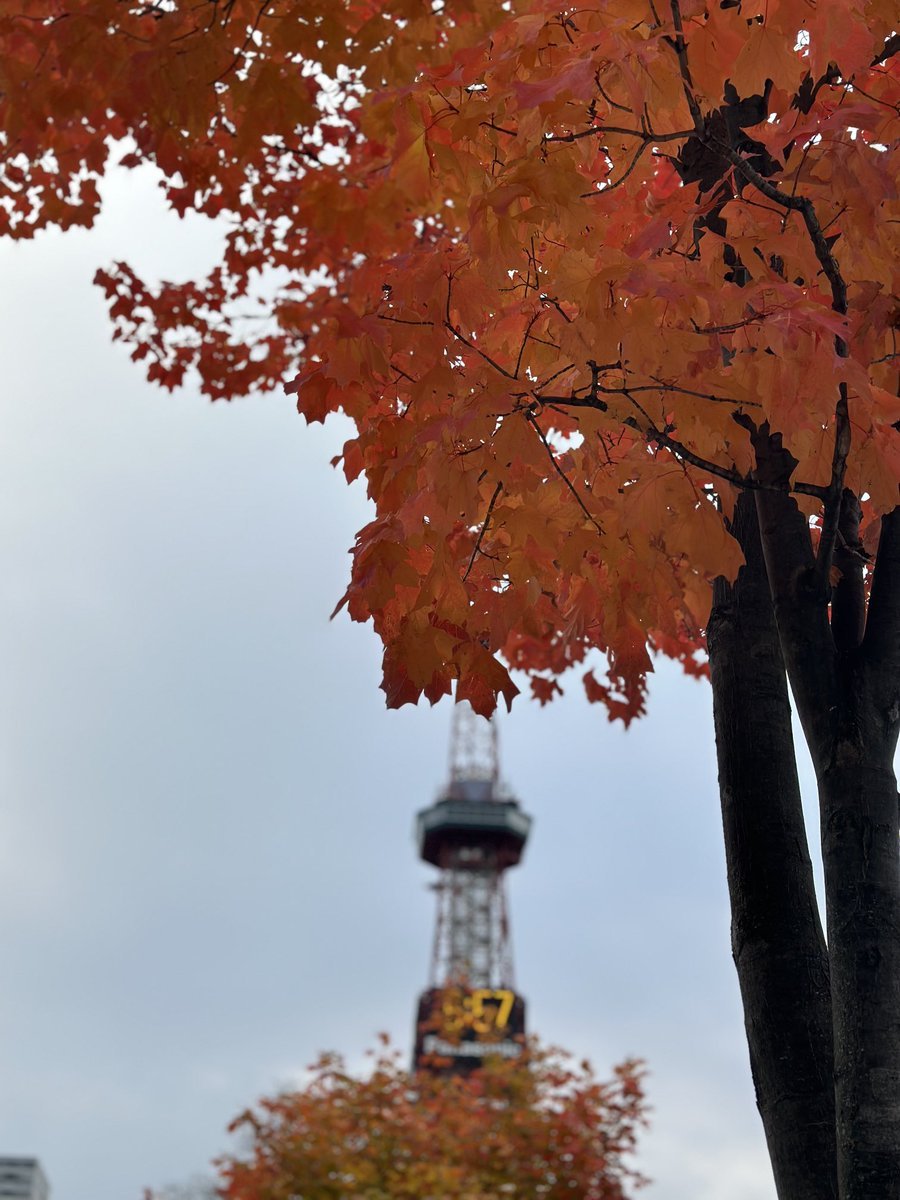 おはようございます☀️学院本部のある札幌大通公園⛲️今秋の紅葉は紅色が美しく🍁7時の気温が10℃以上でホッとする朝☀️良い週末をお過ごし.... [小林豊子きもの学院【Twitter】]