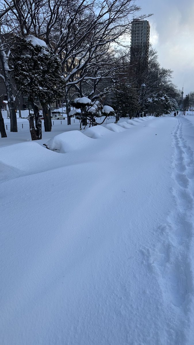 おはようございます❄️昨日からの風雪で札幌大通公園のあちこちに吹き溜まりが⛄️道内各地今日は交通情報にもお気をつけてお出かけくだ... [小林豊子きもの学院【Twitter】]