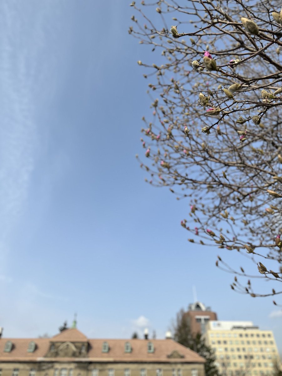 おはようございます😃ここ数日の寒さとうって変わって暖かな今朝の札幌☀️学院のある大通公園では木蓮のつぼみが色づいて来ました🌺心ウ... [小林豊子きもの学院【Twitter】]