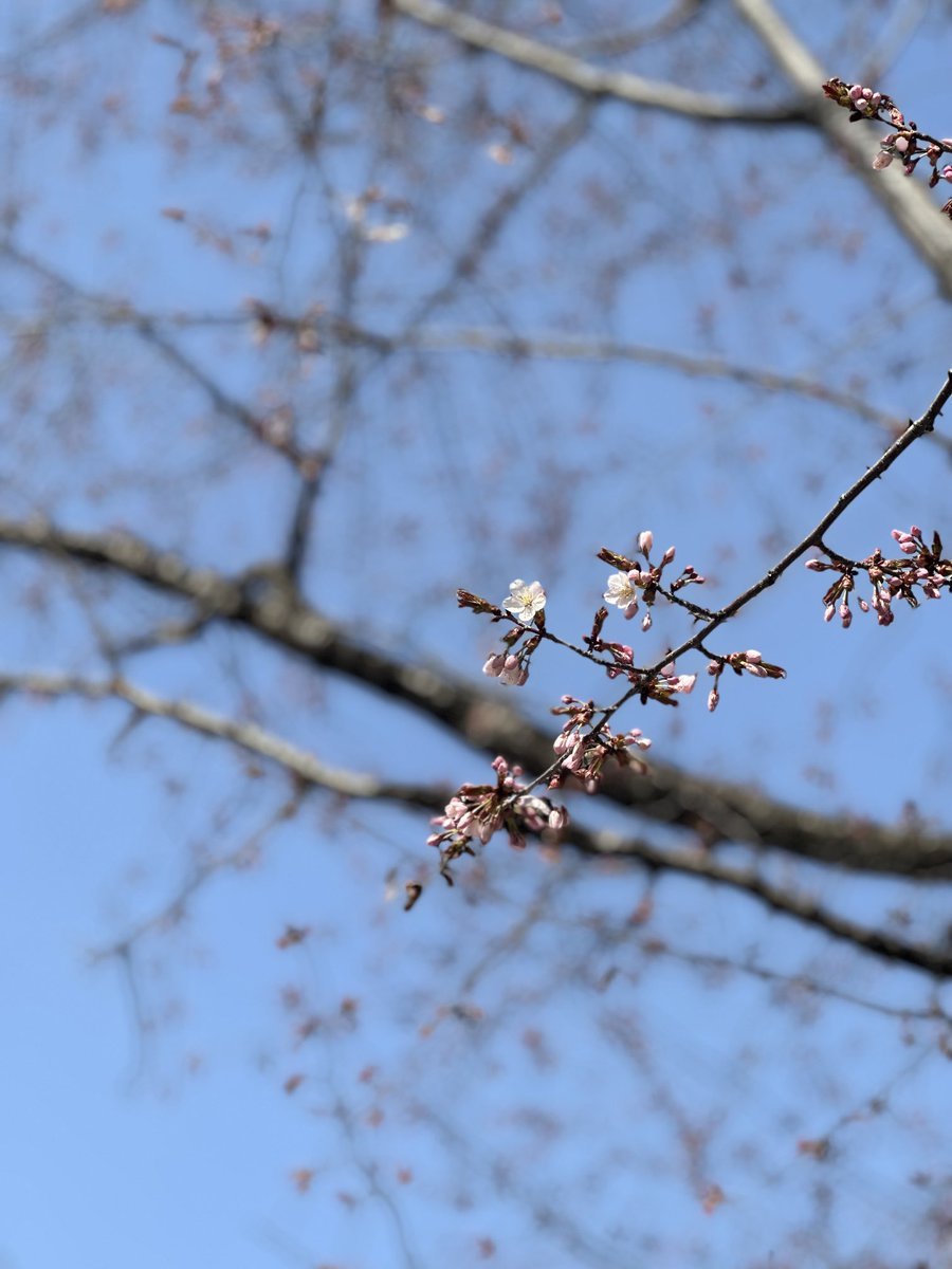 おはようございます😃咲きました🌸学院のある札幌大通公園で早くも桜が✨今年の春は勢いありそう🥰桜から次々続くお花見はきもの姿で出掛... [小林豊子きもの学院【Twitter】]