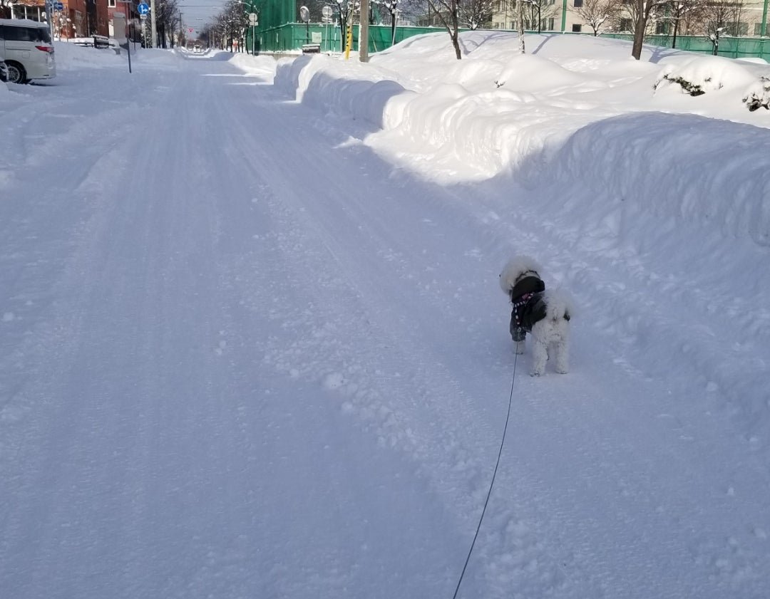 雪で [idaカーコーティング担当まさるのブログ]